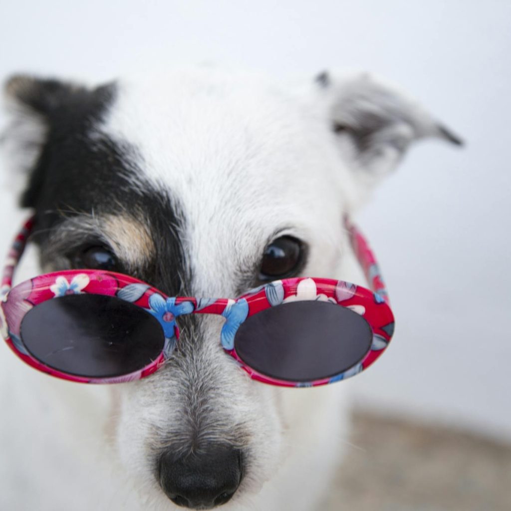 White Dog Wearing Sunglasses